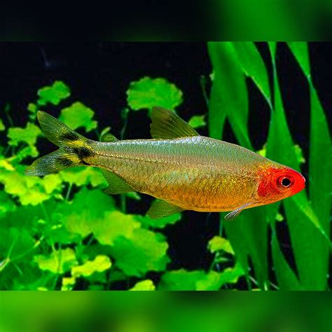Rummy Nose Tetra (Hemigrammus rhodostomus)