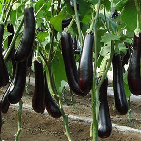 Garden Care Long Purple Eggplant Solanum Melongena 50 Seeds(Pack of 5 ...