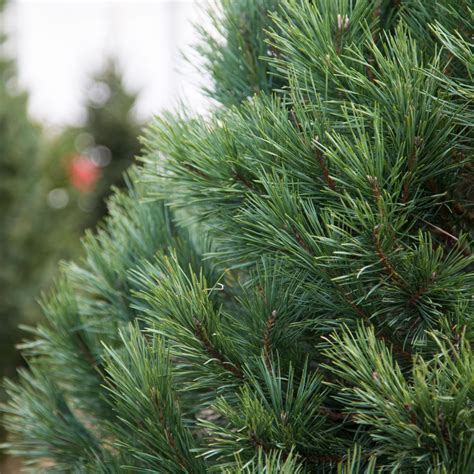 The 5 Best Pine Trees To Pick For A Christmas Tree