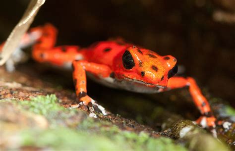 The Poison Frogs of Isla Bastimentos
