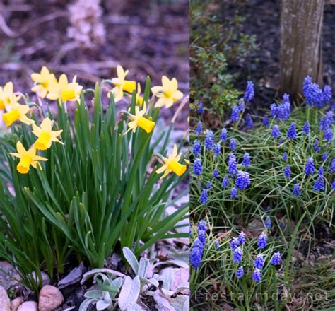 Image result for Spring Flower 321