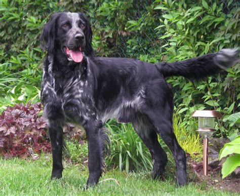 Blue Picardy Spaniel