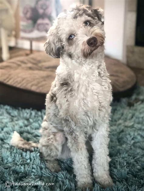 The Cutest Photos of Adult Mini AussieDoodles - AwesomeDoodle