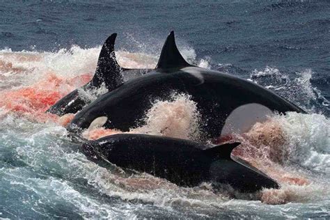 「南非鲨鱼死亡案件·动画模拟版」虎鲸VS大白鲨全过程,自然,动物,好看视频
