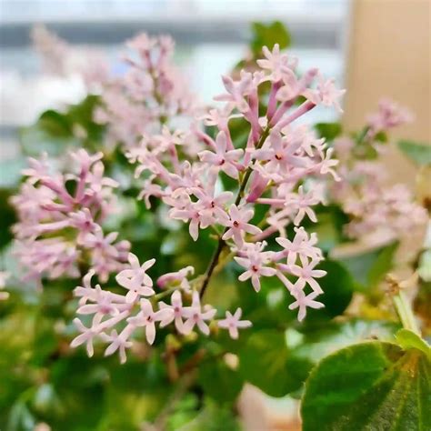 Plant FAQs: Miss Kim Lilac - Syringa Pubescens subsp. Patula 'Miss Kim'
