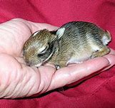 Image result for Extremely Cute Baby Bunny