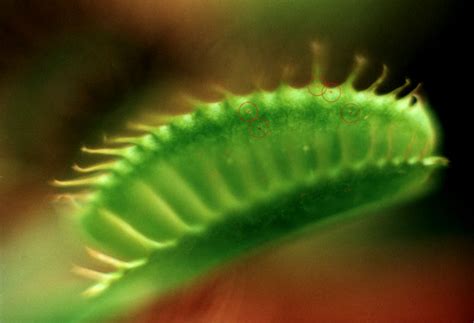 Les symptômes chez la Dionée