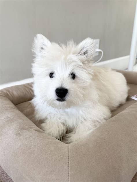 4 month old Juno | Scrolller