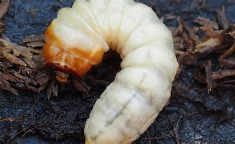 सूज गए थे होंठ, नाक से रुक-रुक कर आ रहा था खून, देखकर डॉक्टरों के उड़े ...