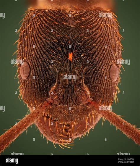 Microscopic Head Detail of Tooth Ant Odontoponera SP, Arthropoda Phylum, Ponerinae Subfamily ...