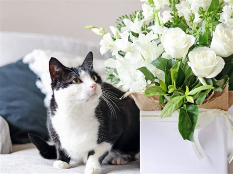 Pet-Safe Flowers for Cats & Dogs - Flowers Across Melbourne