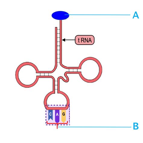 Select the appropriate labels for A and B in the tRNA molecule ...