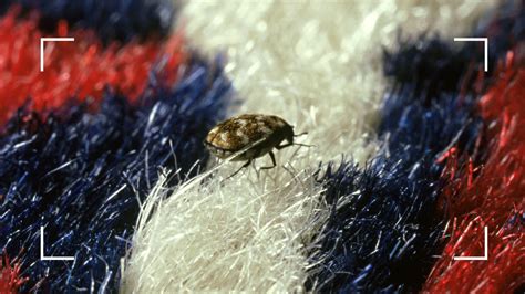 How to get rid of carpet beetles: pest control experts…
