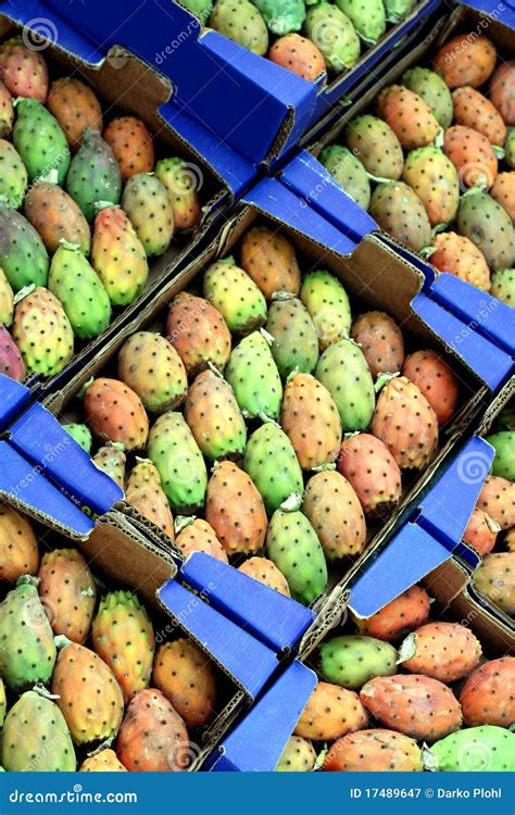 Opuntia Ficus Indica, CACTUS Leaf Opuntia Microdasys Booming In Garden ...