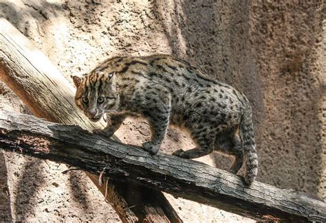 动物世界中的“野猫” 23种_Serval