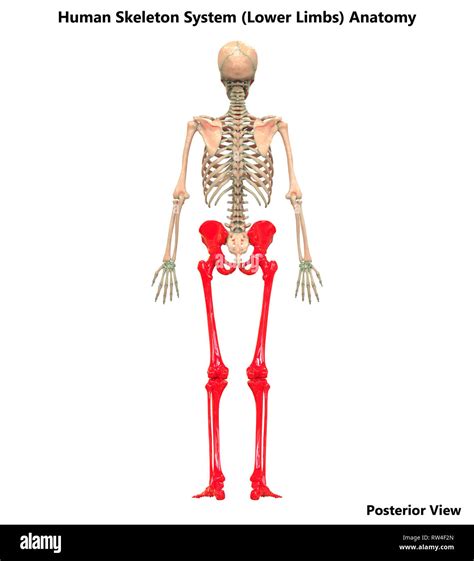 Lower Limb Anatomy