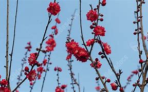 Image result for Spring Scenery Cartoon