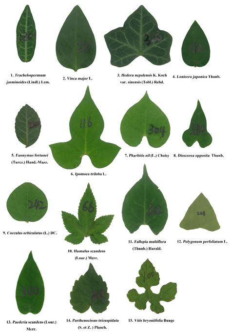 Plant Leaf Types at James Velarde blog