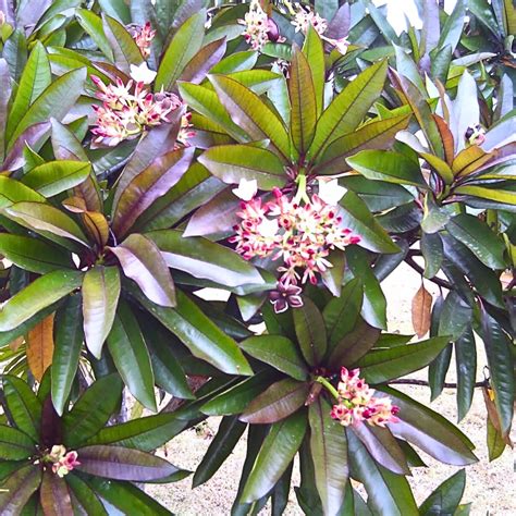 Pong Pong 'Red' (Cerbera Odollam Rubra) - Plant – Lalit Enterprise