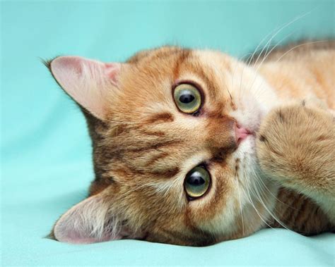 可爱猫咪电脑桌面壁纸，高清猫咪电脑主题壁纸可爱图片大全 | 犀牛图片网