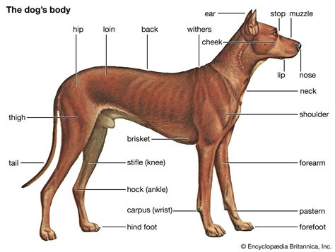 Are Dogs Mammals? Understanding Your Pet’s Biology