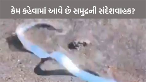 VIDEO: પૃથ્વી પર વિનાશના અણસાર? સમુદ્રની સંદેશવાહક માછલીએ આપ્યાં સંકેત ...