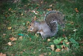 Image result for Baby Squirrel Age Chart