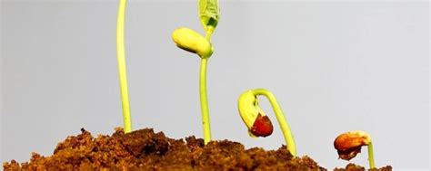 植物发芽生长的过程 - 花百科