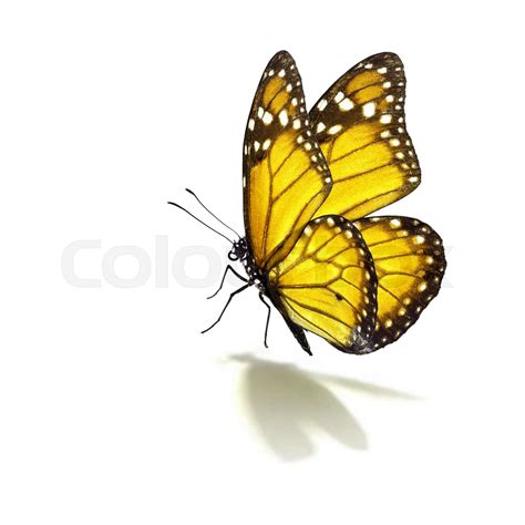 yellow monarch butterfly | Stock image | Colourbox