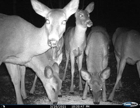 Image result for Deer Exploding