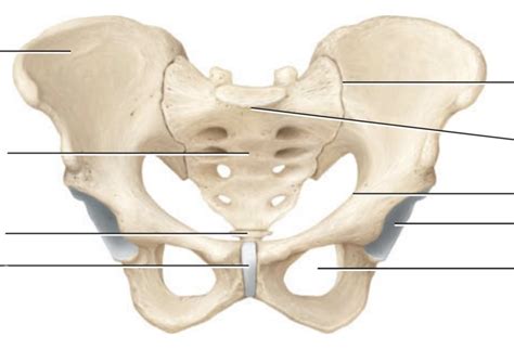 What Is The Plural Form Of Pelvis Quizlet at Joshua Mabon blog