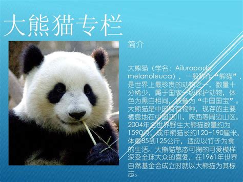 第五课 动物：大熊猫 - 北师大一年级下 - 智慧山