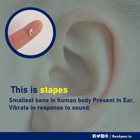 stapes bone | Life science, Science facts, Science student