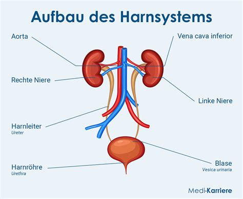 Harnblase: Funktion, Krankheiten und Symptome | Medi-Karriere