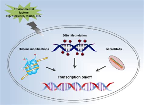 Epigenetic Modifications 的图像结果