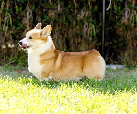 Pembroke Corgi Colors