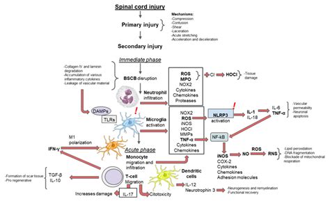 Inflammation: A Target for Treatment in Spinal Cord Injury