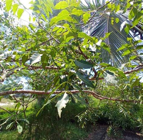 Marian College of Arts & Science