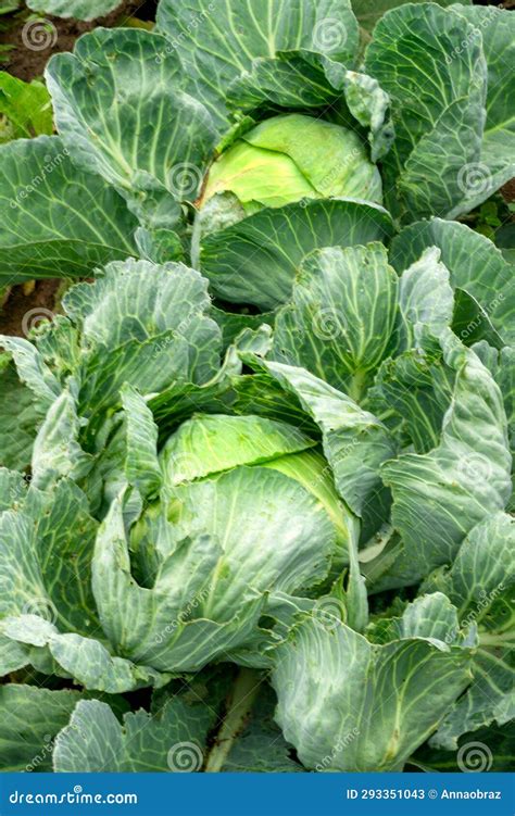 Heads of Cabbage in a Garden Bed in the Village Stock Image - Image of ...