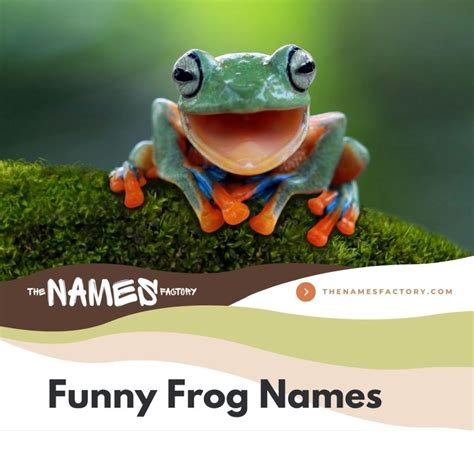 225+ Best Frog Names [Unique, Creative, Cute, Funny & More]