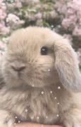 Image result for Cute Bunny Wallpaper