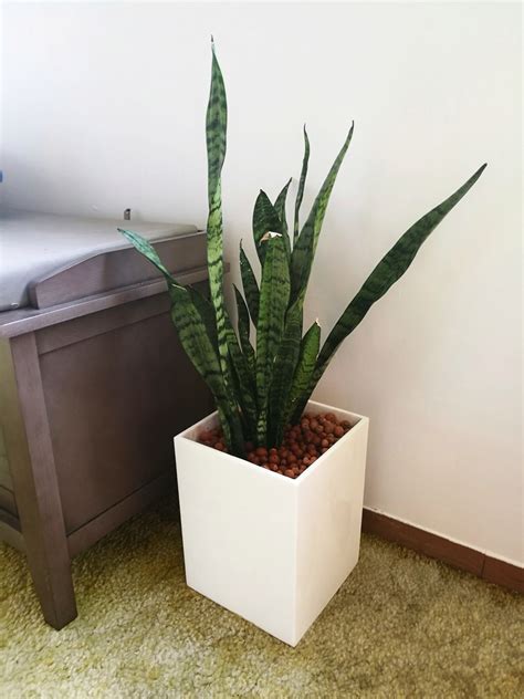 Wasn't impressed with the planter selection at the local nurseries, but found this nice trash ...