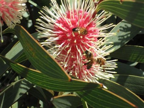 Australia'nin yerli bitkileri - agaclar.net