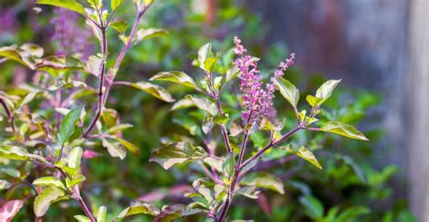 Best Tulsi Drops For Sore Throat And Immunity
