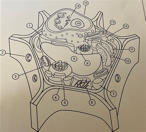 Solved Label the plant cell | Chegg.com