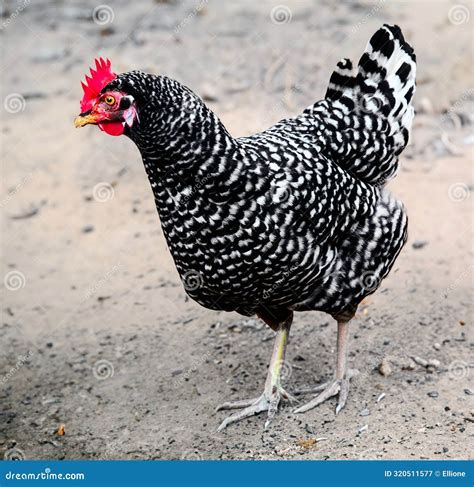 Chicken Spotted Attractive Young Chicken. Stock Image - Image of beak ...