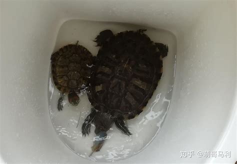 小巴西龟能长成大乌龟吗？ - 知乎