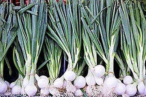 VibeX ® LXI-584 Onion - Barletta - Cocktail Onions Seed Price in India ...