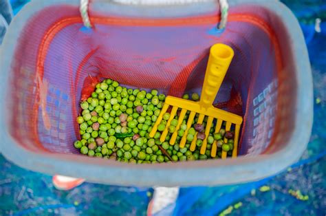 Aquaculture 的图像结果