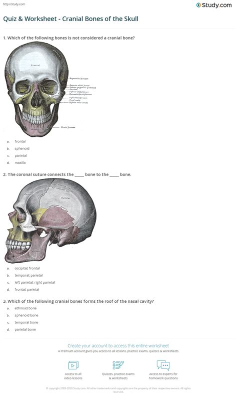 Quiz & Worksheet - Cranial Bones of the Skull | Study.com